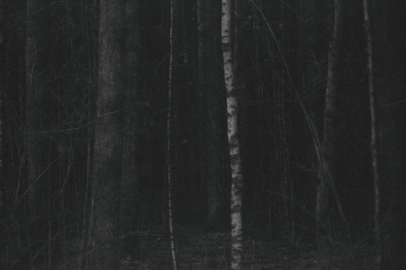 black and white creepy dark darkness forest horror night spooky Nature scenery