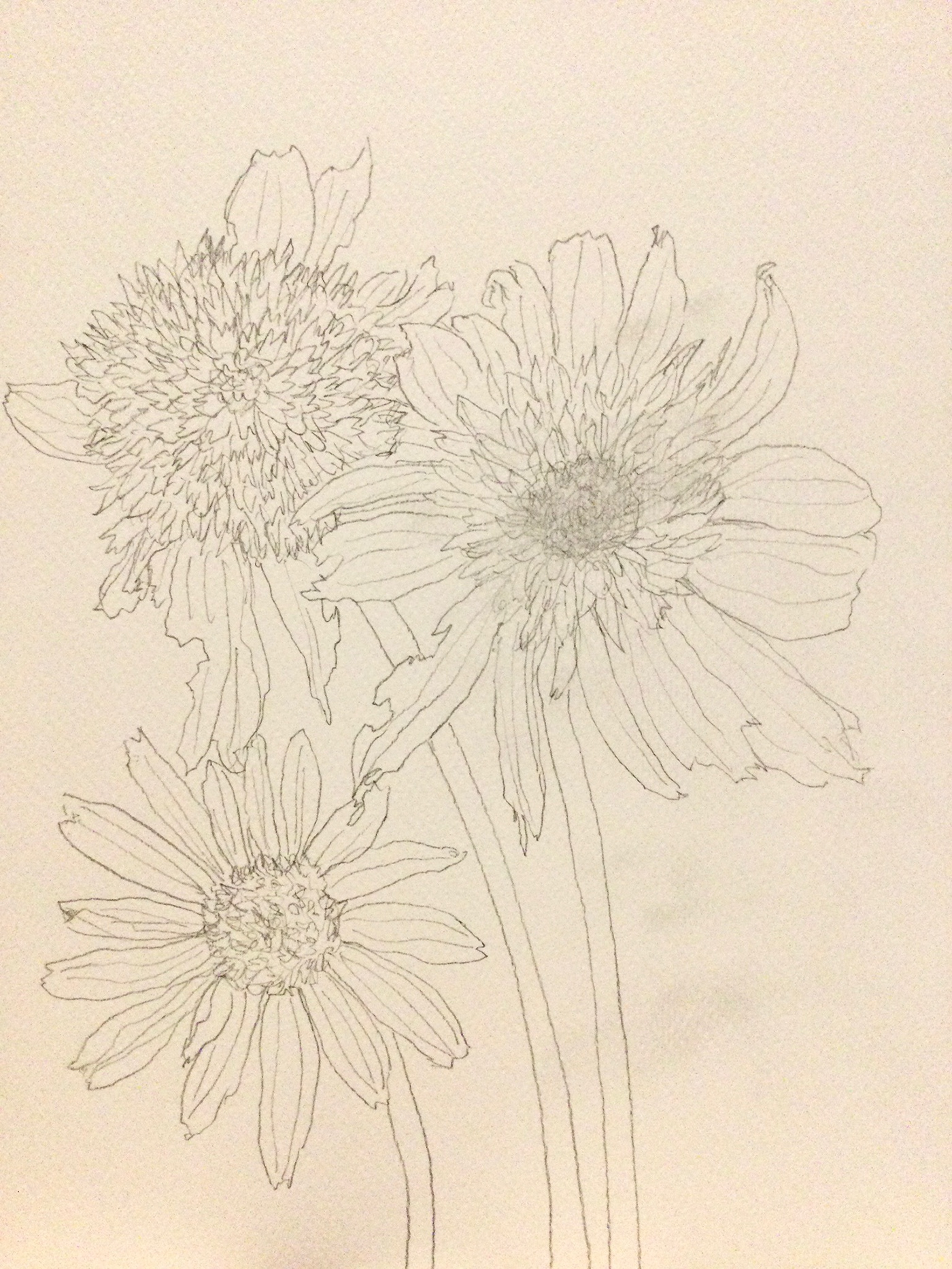 flower sketch Echinacea