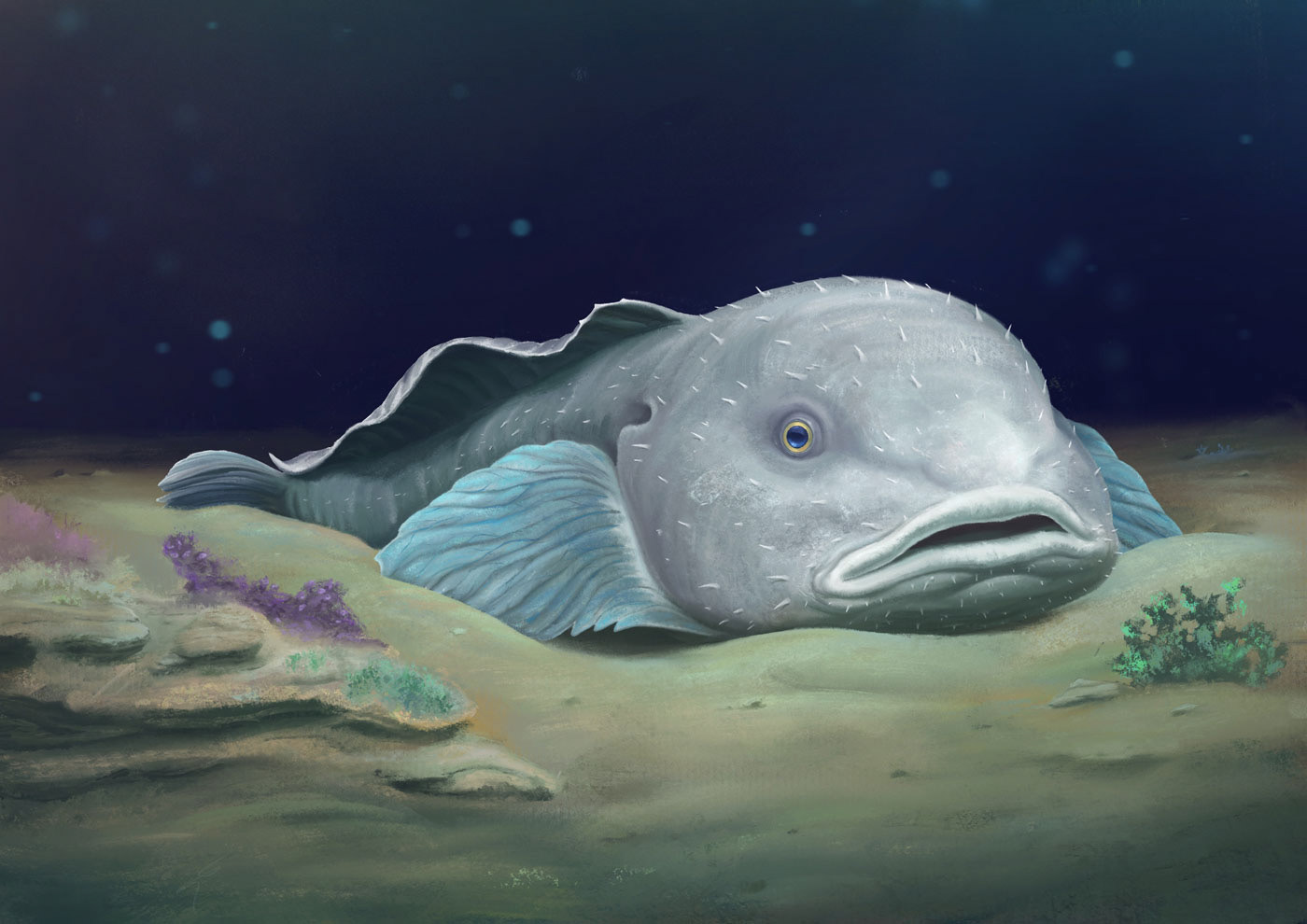 animal book creatures deep digital painting educational ILLUSTRATION  marine Ocean sea