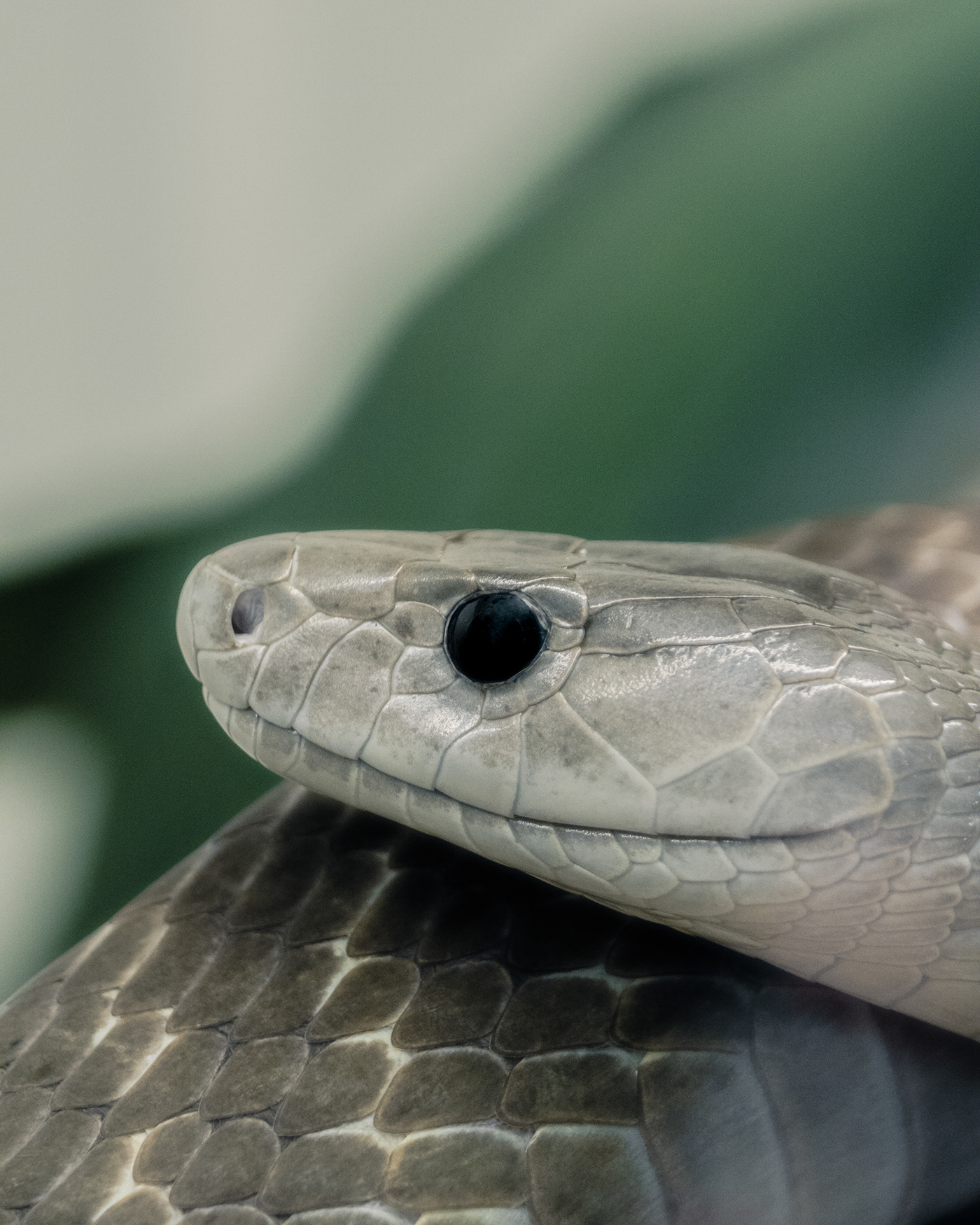 animal Colourful  Diversity macro Nature nature photography Photography  reptile snake snakes