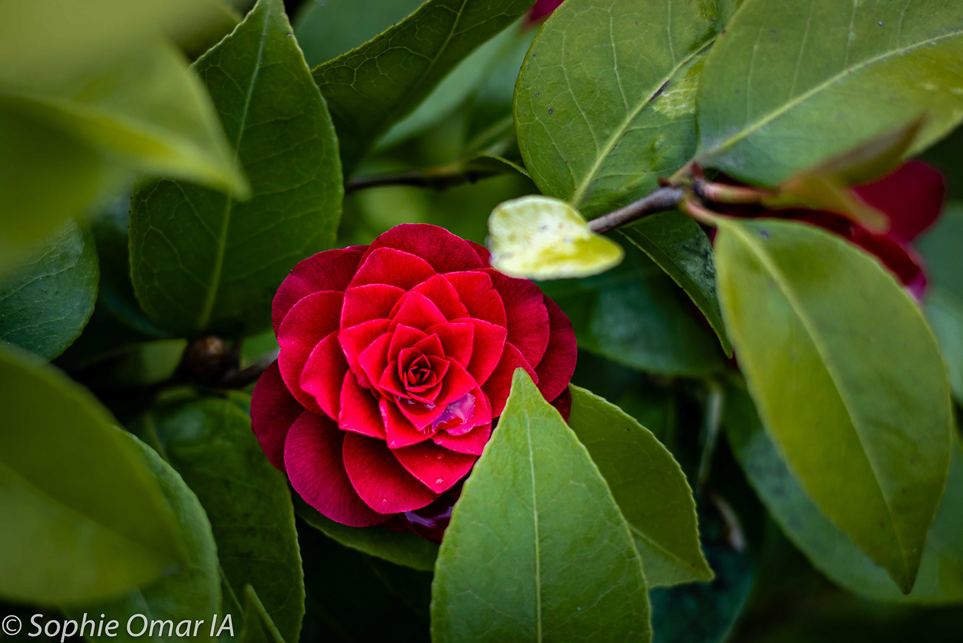The lonely red camelia