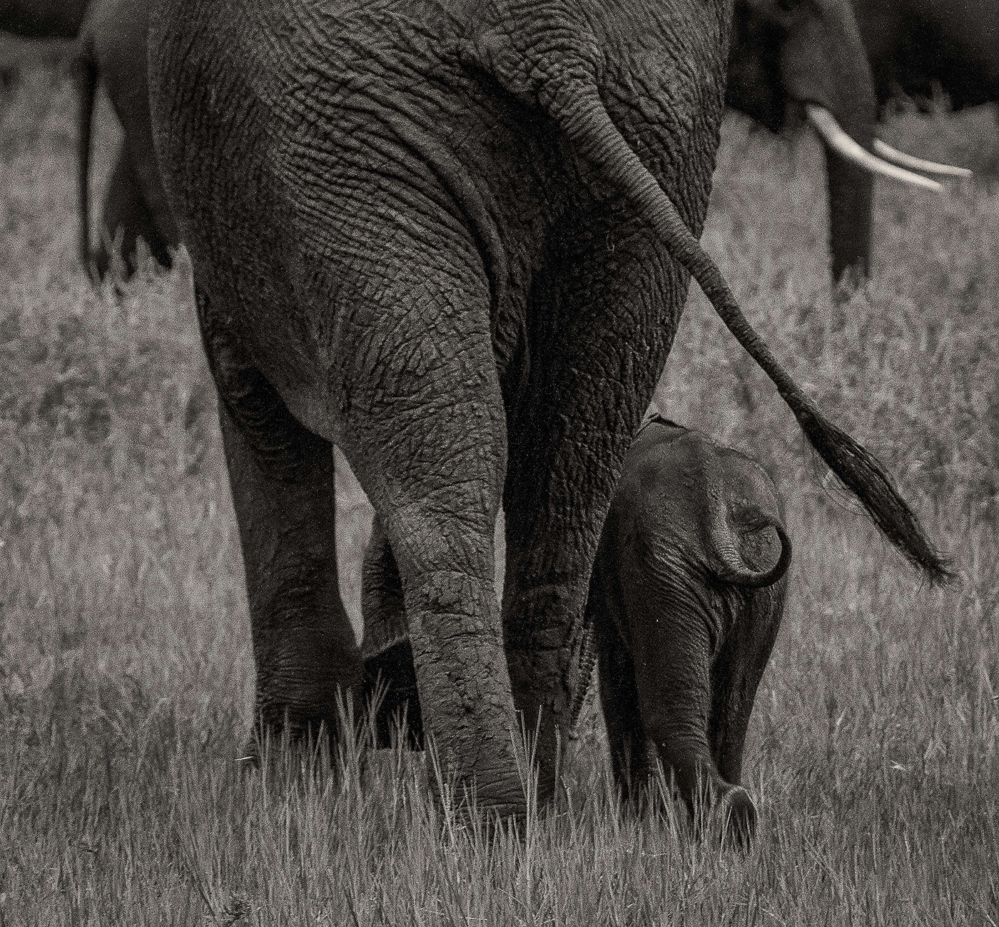 Zambezi elephants b&w photography nature photography Wildlife photography
