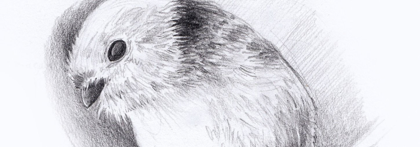 birds birds illustration Drawing  Drawing Illustration Pencil drawing sketchbook blackandwhite pencil drawing birds illustrationanimal
