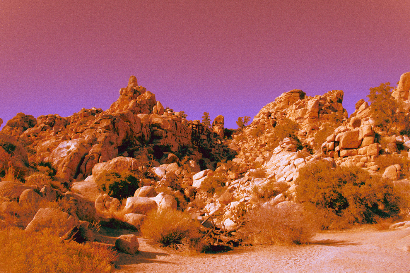 California desert funky joshua tree joshua tree national par mojave Mojave desert national parks pink psychedelic