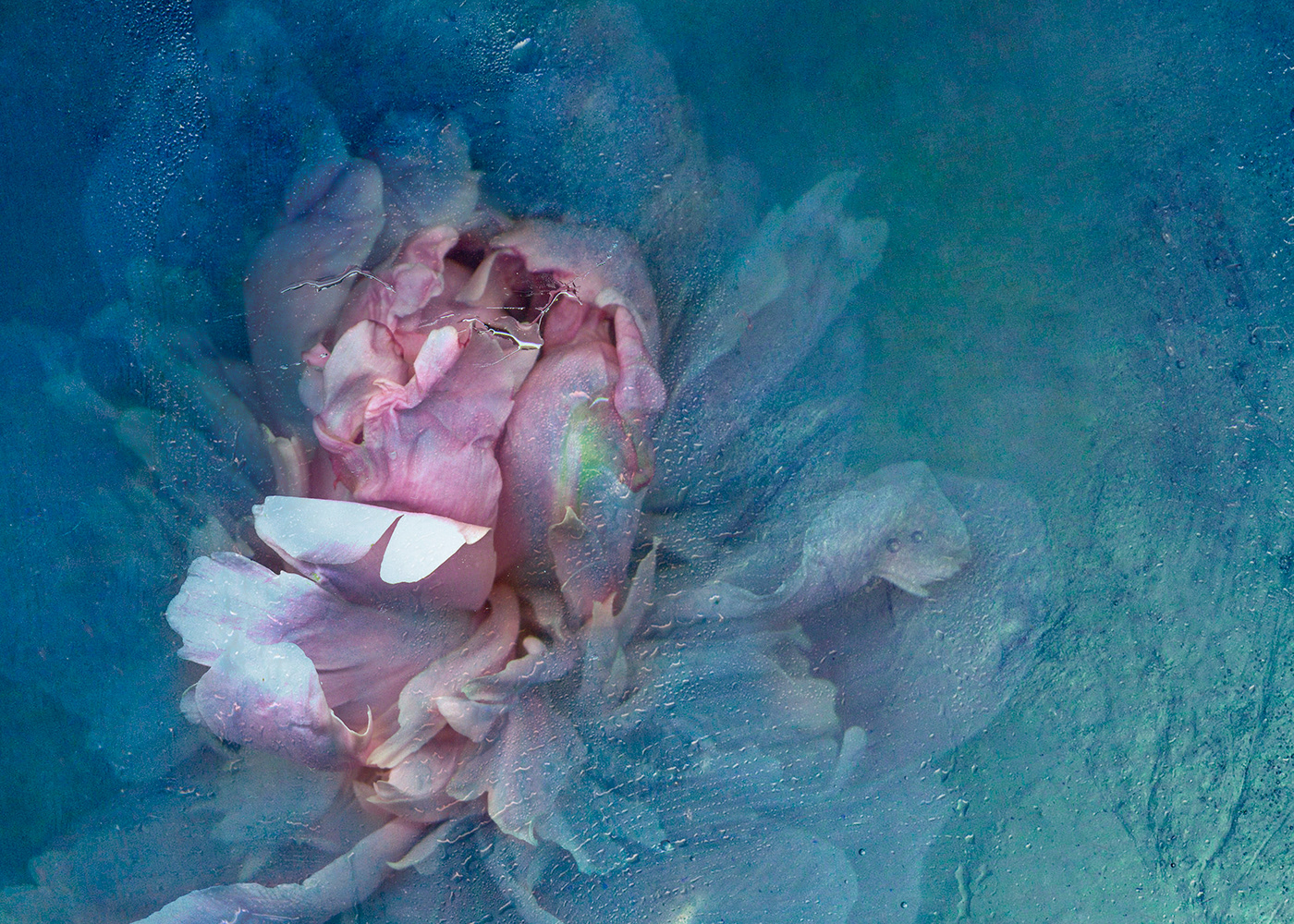 beauty nature fairytale frost frozen Magic   Melancholy north pink flower underwater ice