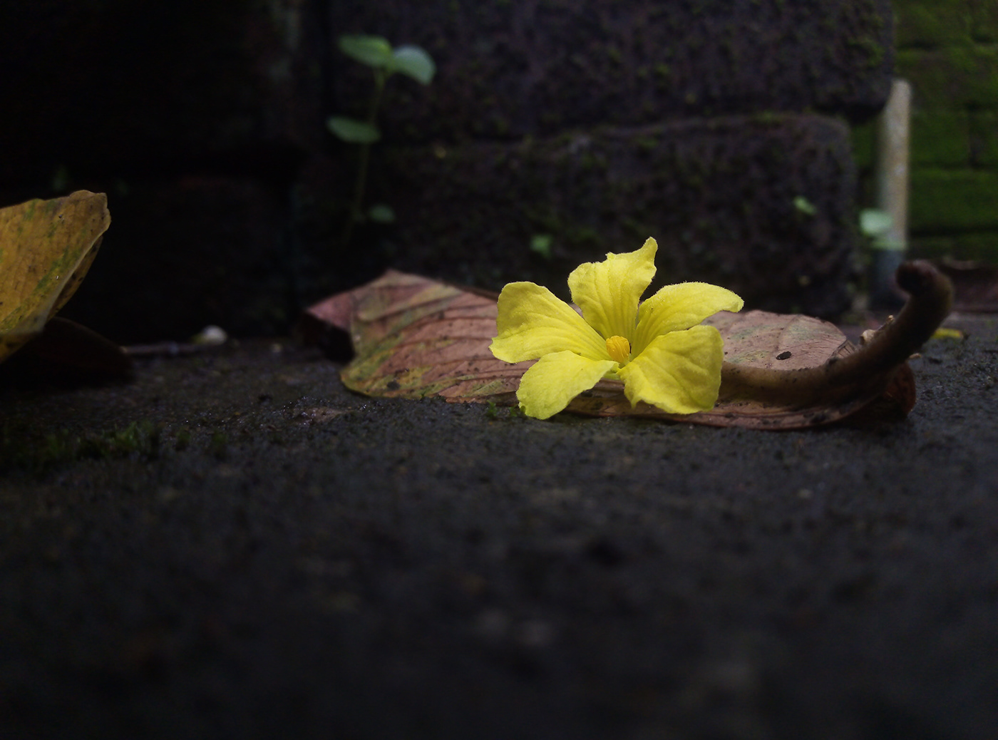 another hope broken flower hope for new days