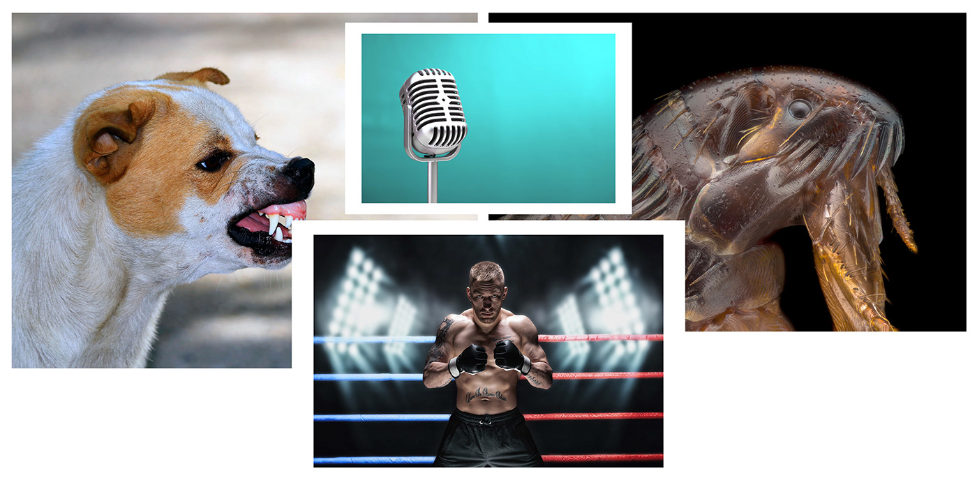 Boxing Digital Art  dogs fleas funny animals Photoshop Composite