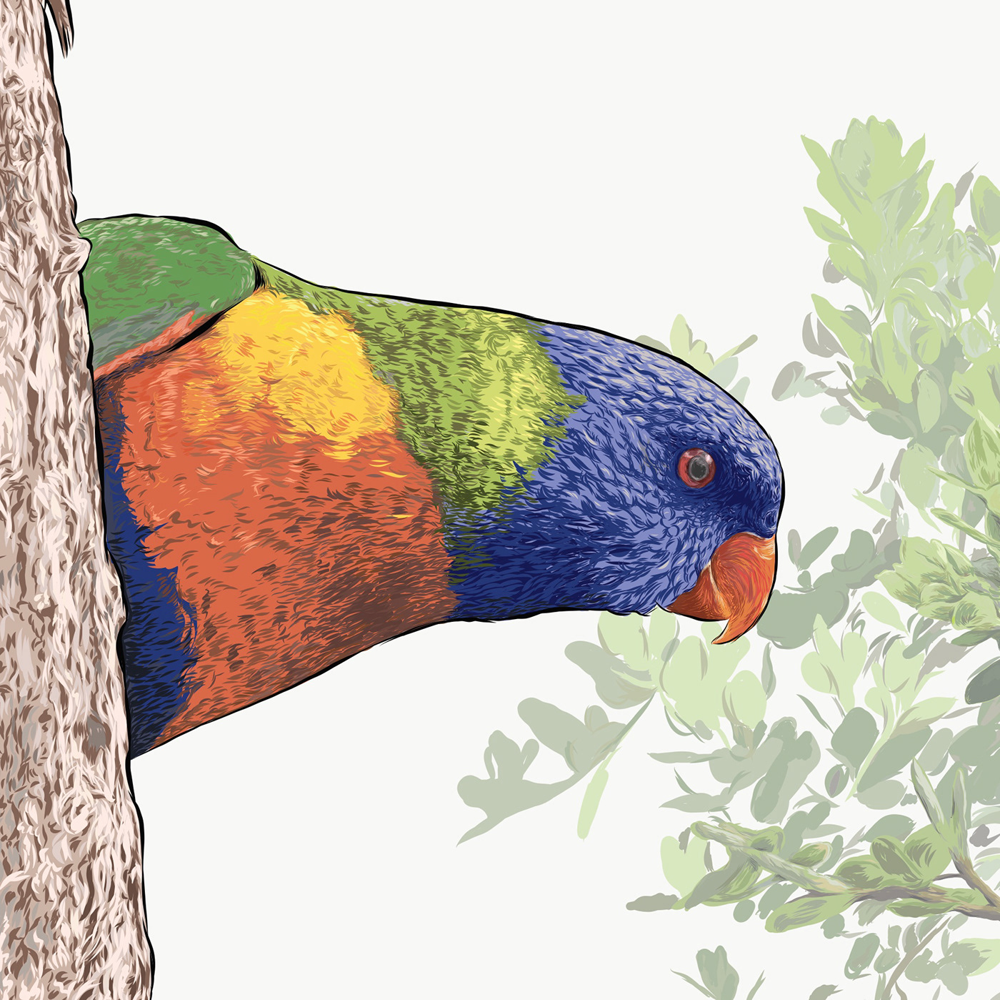 lorikeet bird color Cheeky feathers beak eye Tree  leaves rainbow Australia nsw parrot peeking vector vectorart ILLUSTRATION  rainbowlorikeet Drawing 