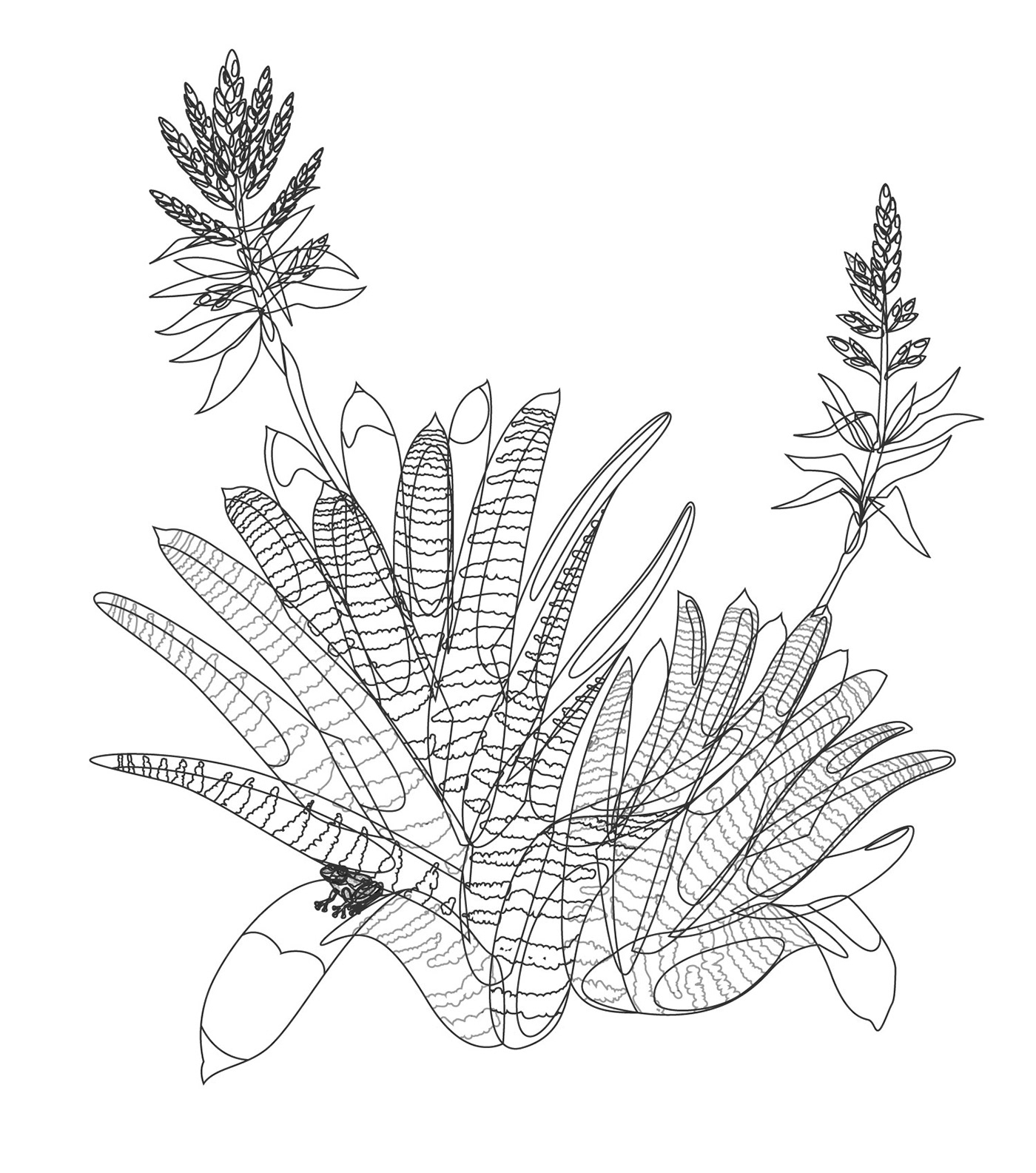 botany bromeliad flower frog horticulture ILLUSTRATION  Plant vector vector art