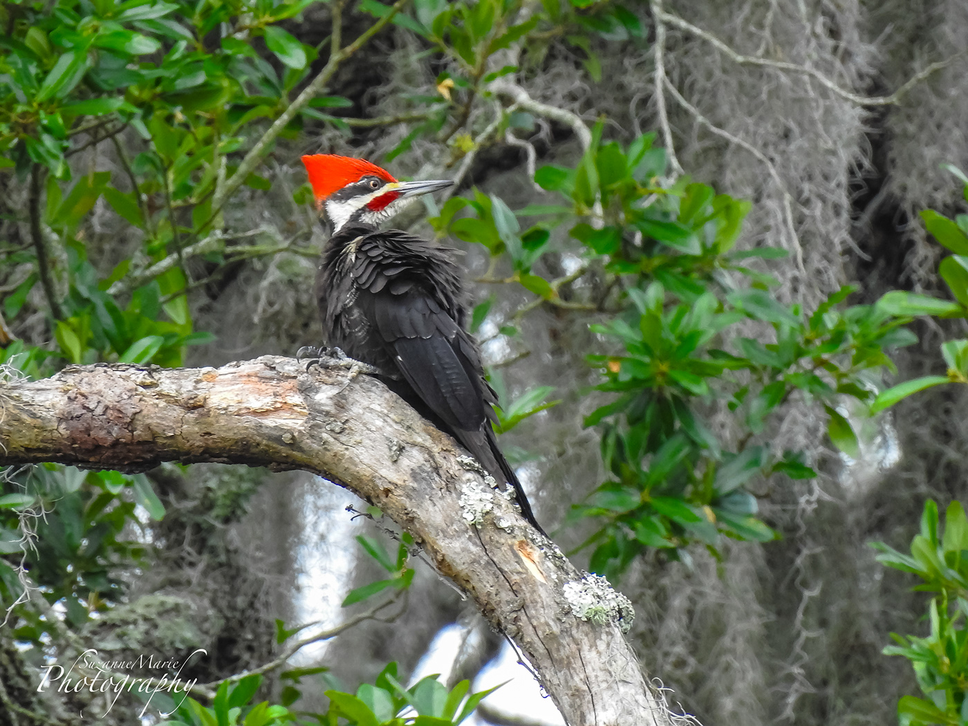 bird animal woodpecker wildlife Nature Photography  photographer