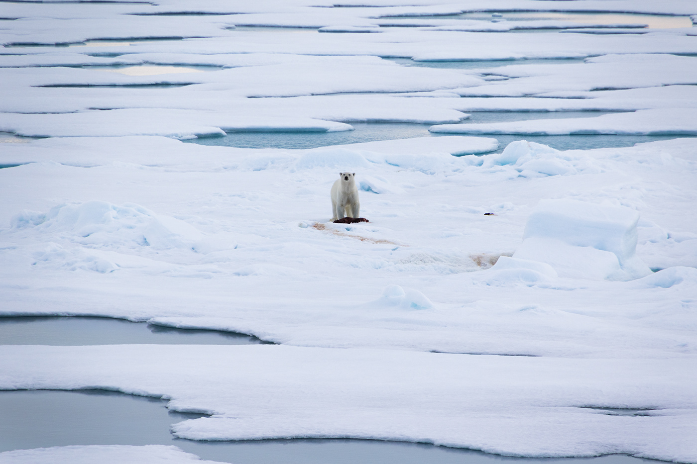 Arctic bear bears ice Ocean polar White