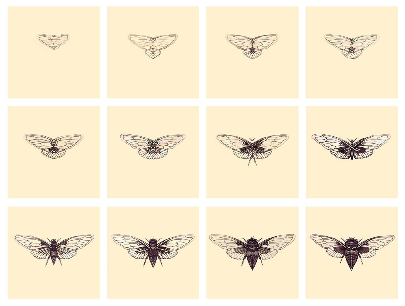 Drawing  fine art butterfly movement METAMORPHOSES concept art design video graphic design 