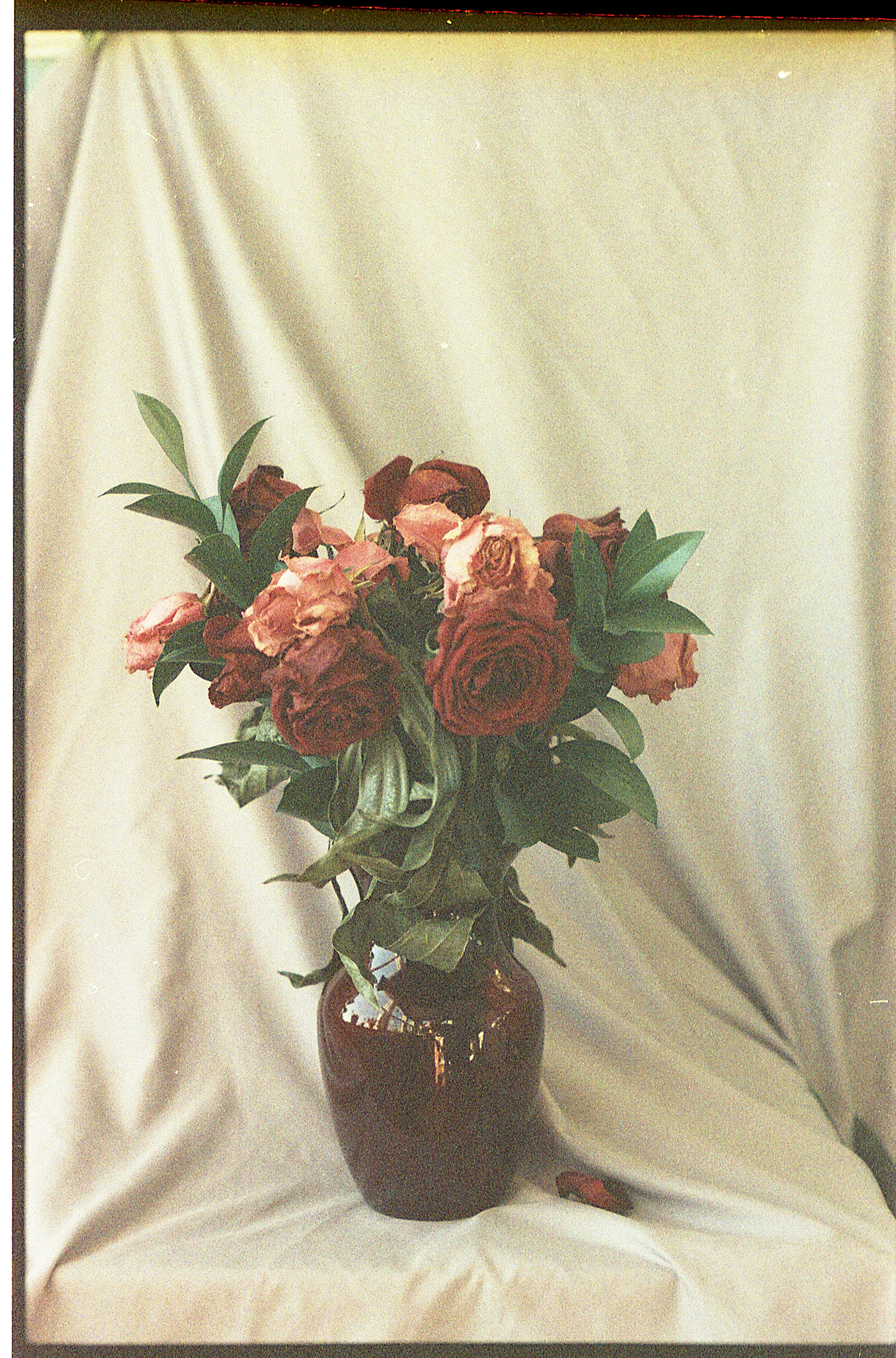 film photography expired film 35mm Flowers studio analog photography grainy Deterioration forgotten