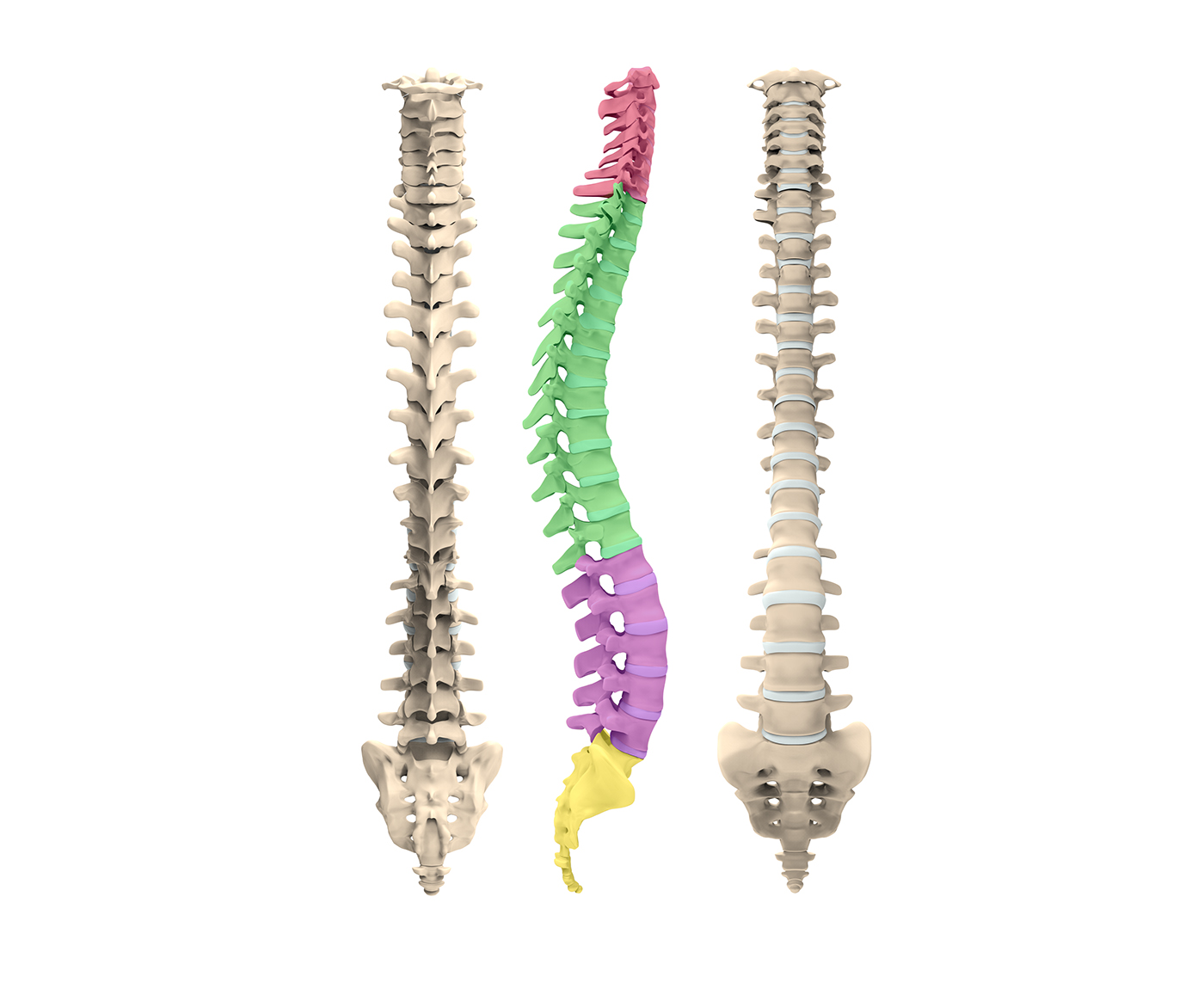 spine cervical thoracic lumbar sacrum anatomy bones