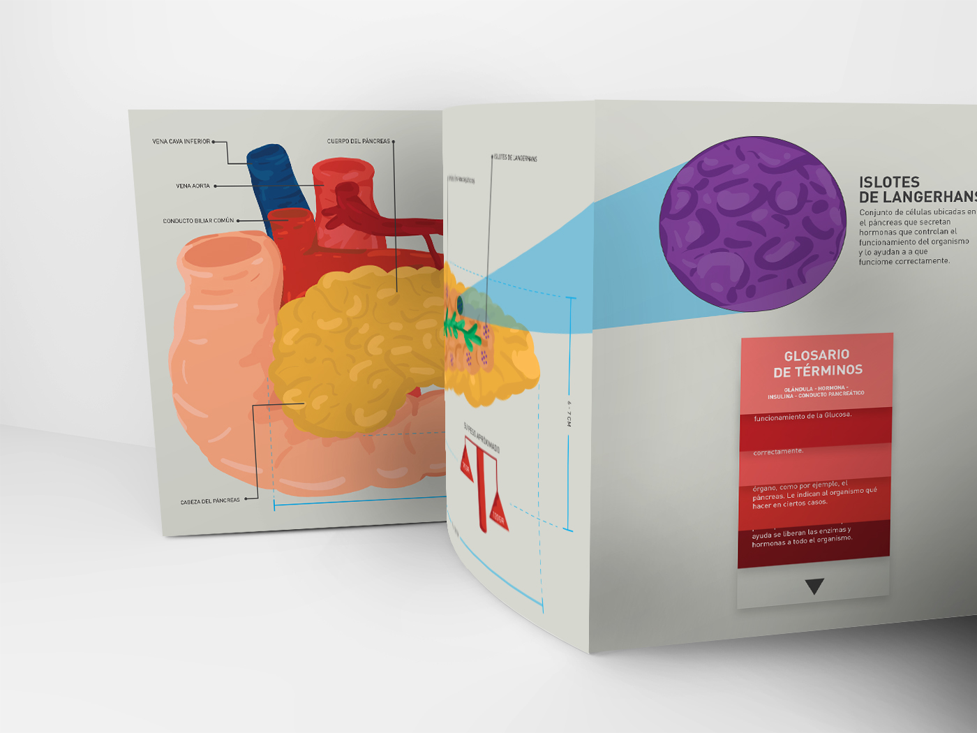 infographic infografia Popup 3D diabetes ilustracion ilustración científica Infografia 3D IDDAR pop up venezuela gabriela yanez científica ADAA