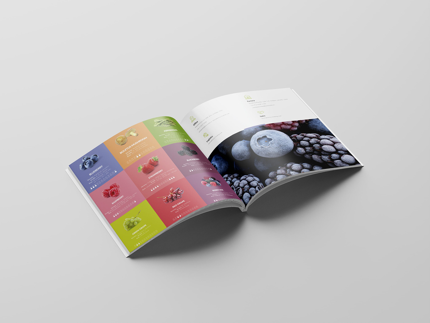 branding  brochure Diseño web