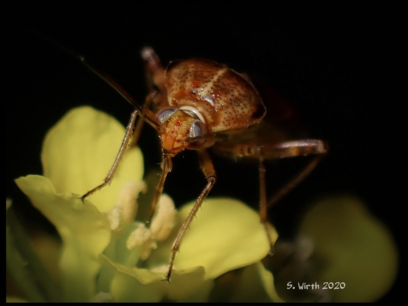 berlin insect macro Plötzensee september 2020 Stefan F. Wirth True bug Mirinae