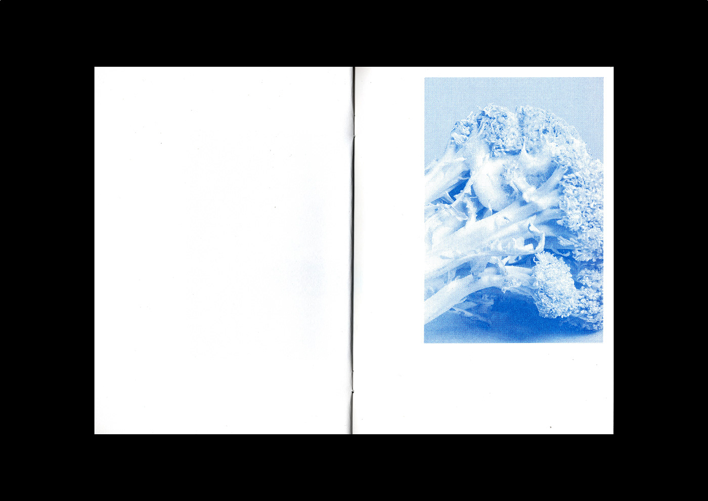 blue fruits InDesign Layout magazine Photography  print risograph typography   Zine 