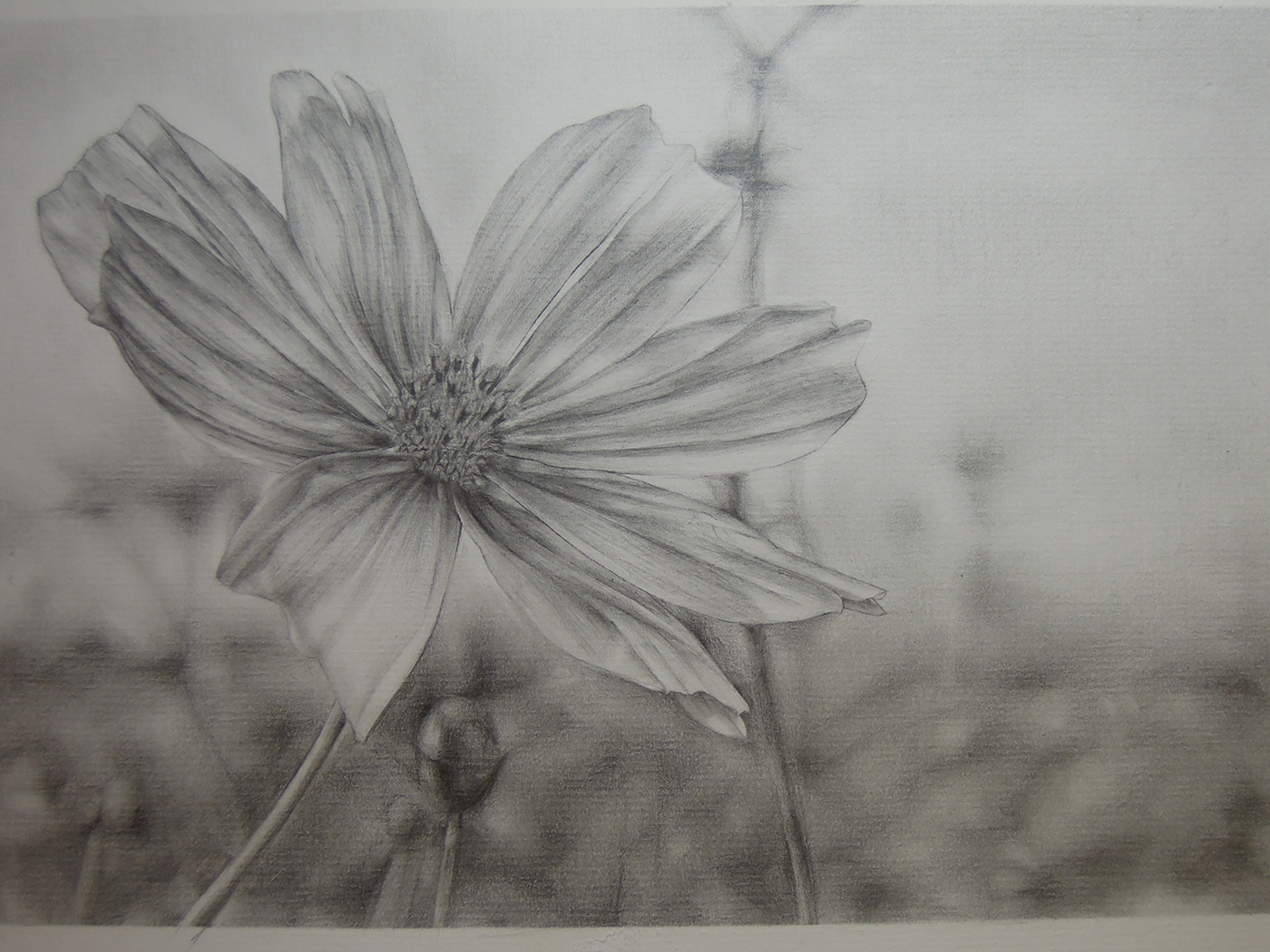 pencil sketch ILLUSTRATION  Cosmos bipinnatus flower Plantae garden cosmos Mexican aster 大波斯菊