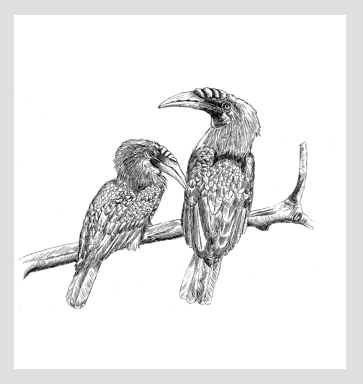 animals birds Prehistoric Birds hummingbird anatidae Finches owl Toucans