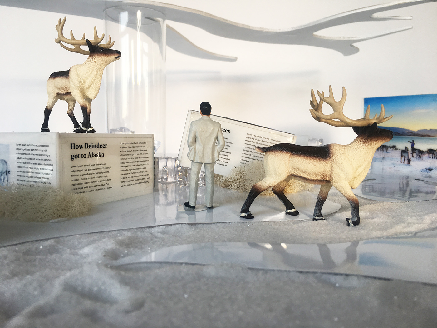 EXHIBIT DESIGN xD graphic design  Experiential design reindeer animal exhibit animal exhibit design