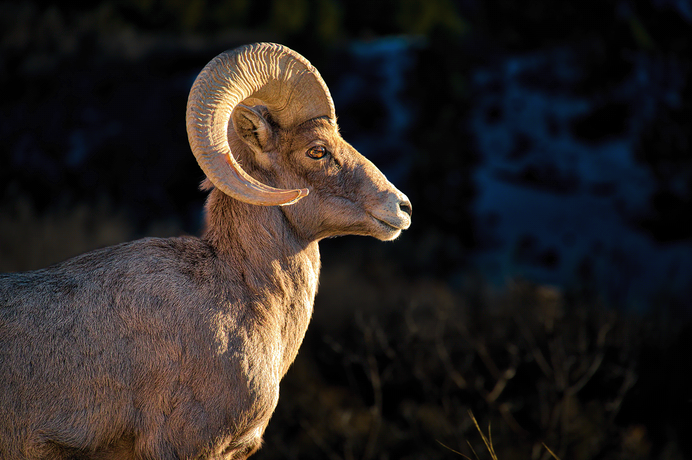 wildlife Nature Photography  photographer lightroom Landscape mountains adventure Outdoor Big horn Sheep