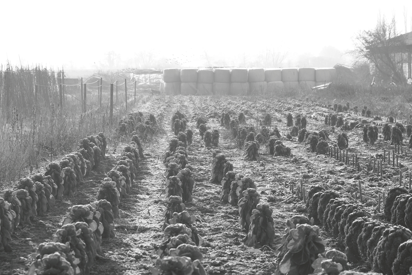acker field Feld Landscape winter nebel mist landwirtschaft agriculture Kulturlandschaft
