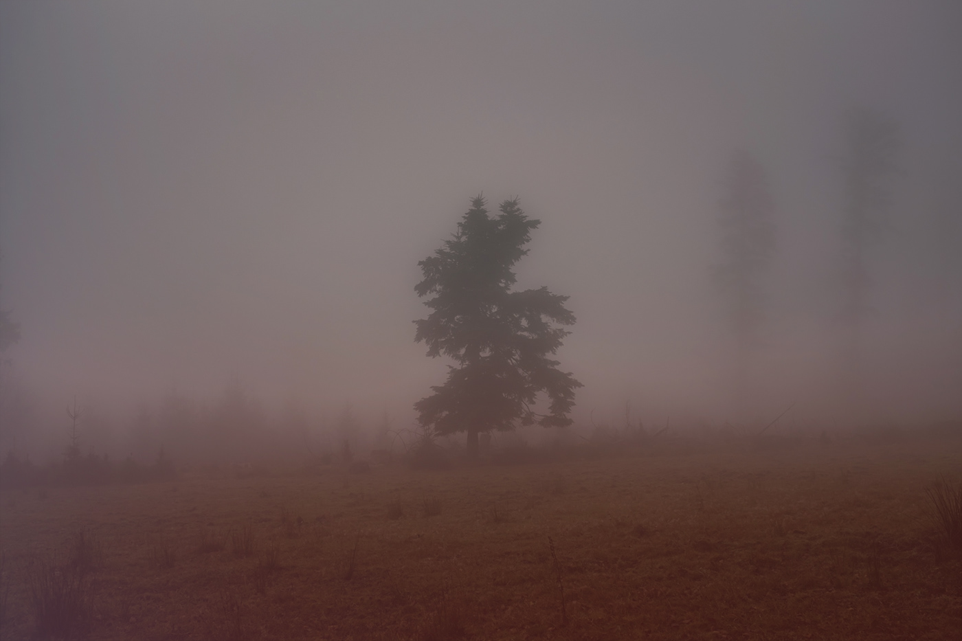 fog Landscape lightroom photographer Photography  postproduction retouch trees