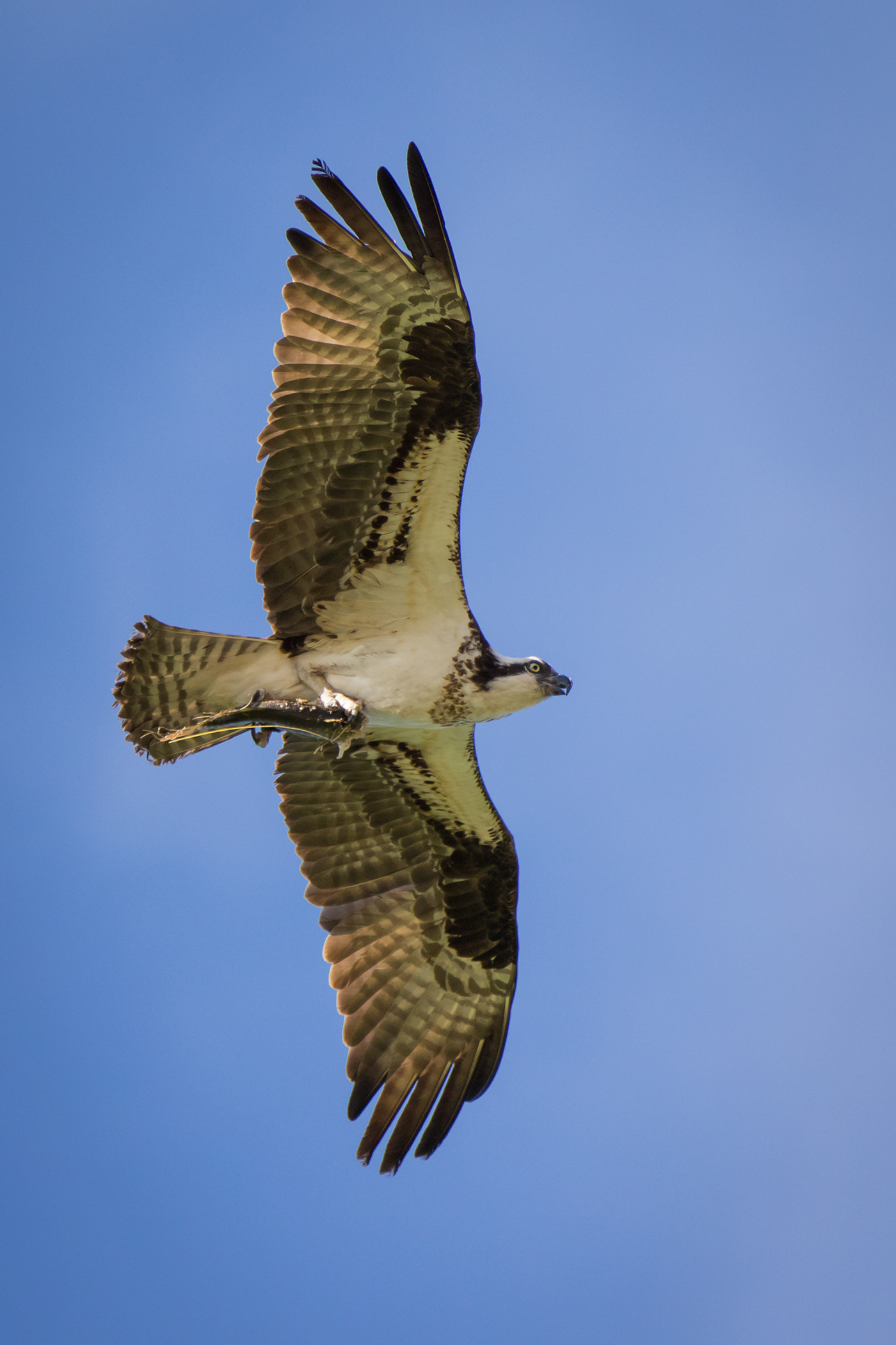 Osprey birds Nature animal in flight Flying raptor birds of pray wild wildernes