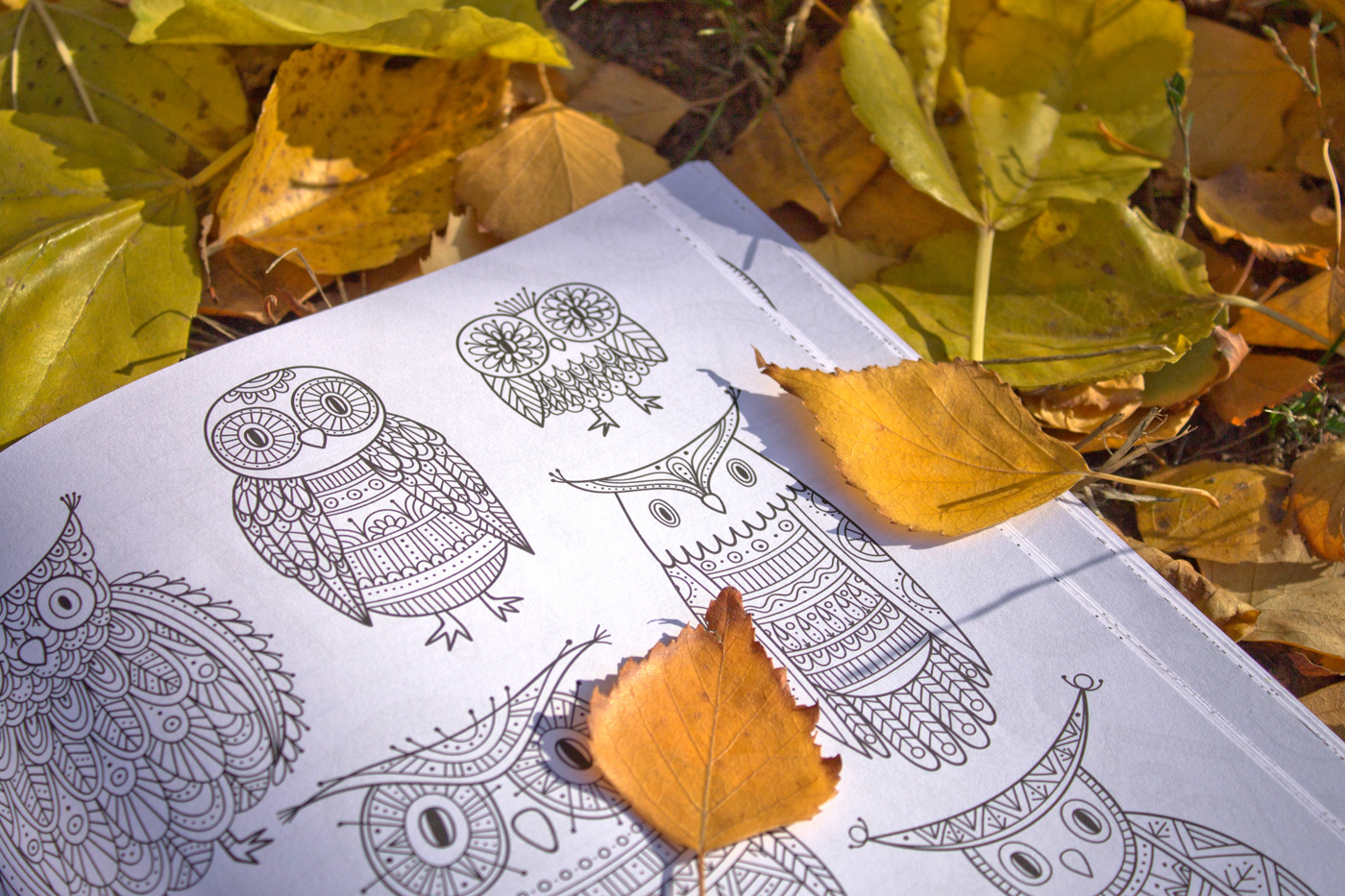 coloring book ILLUSTRATION  owl line art page Amazon COLOURING animal