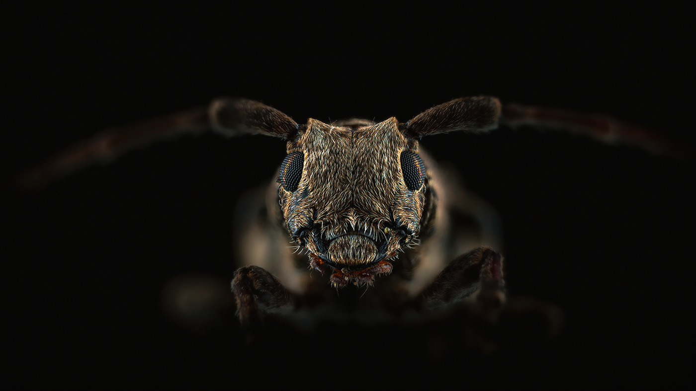 macro closeup insect beetle bug Pest portrait dark black