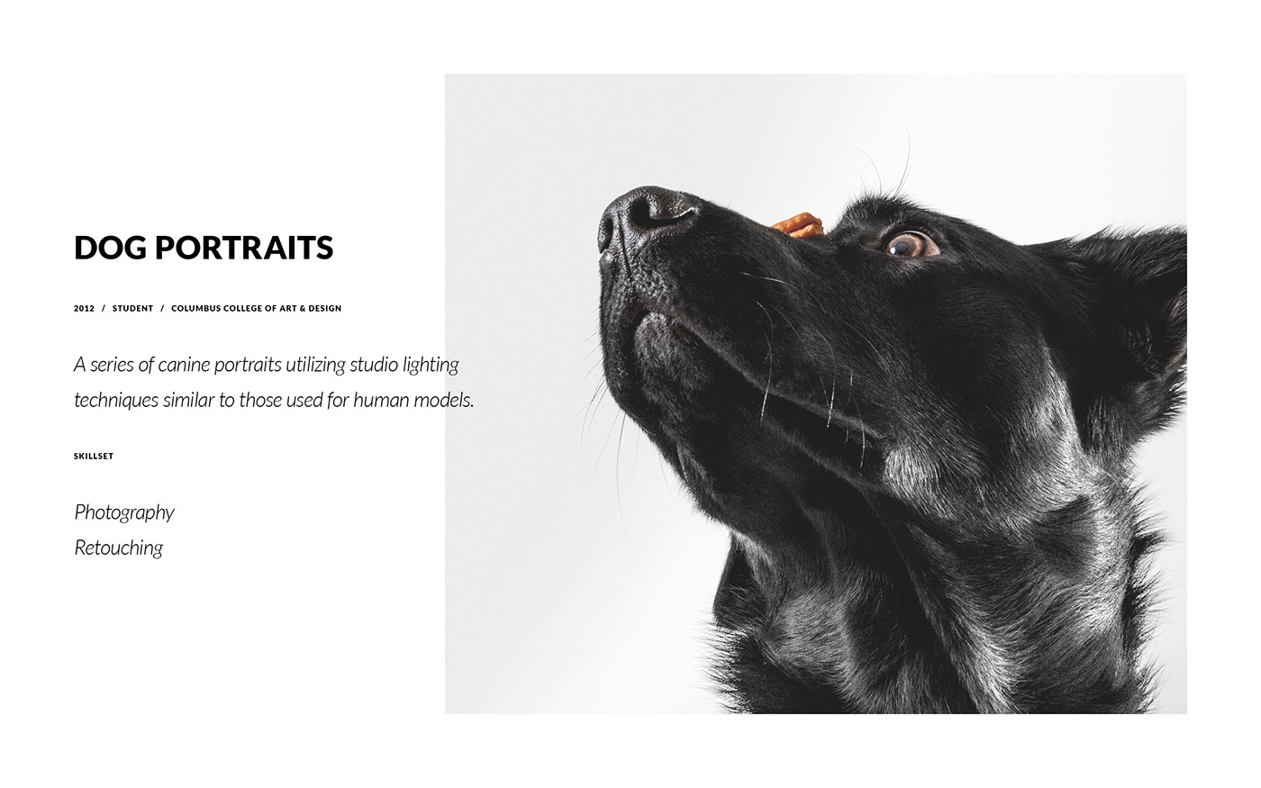 dog canine Black Lab Labrador studio ProPhoto lighting portrait Pet animal CCAD