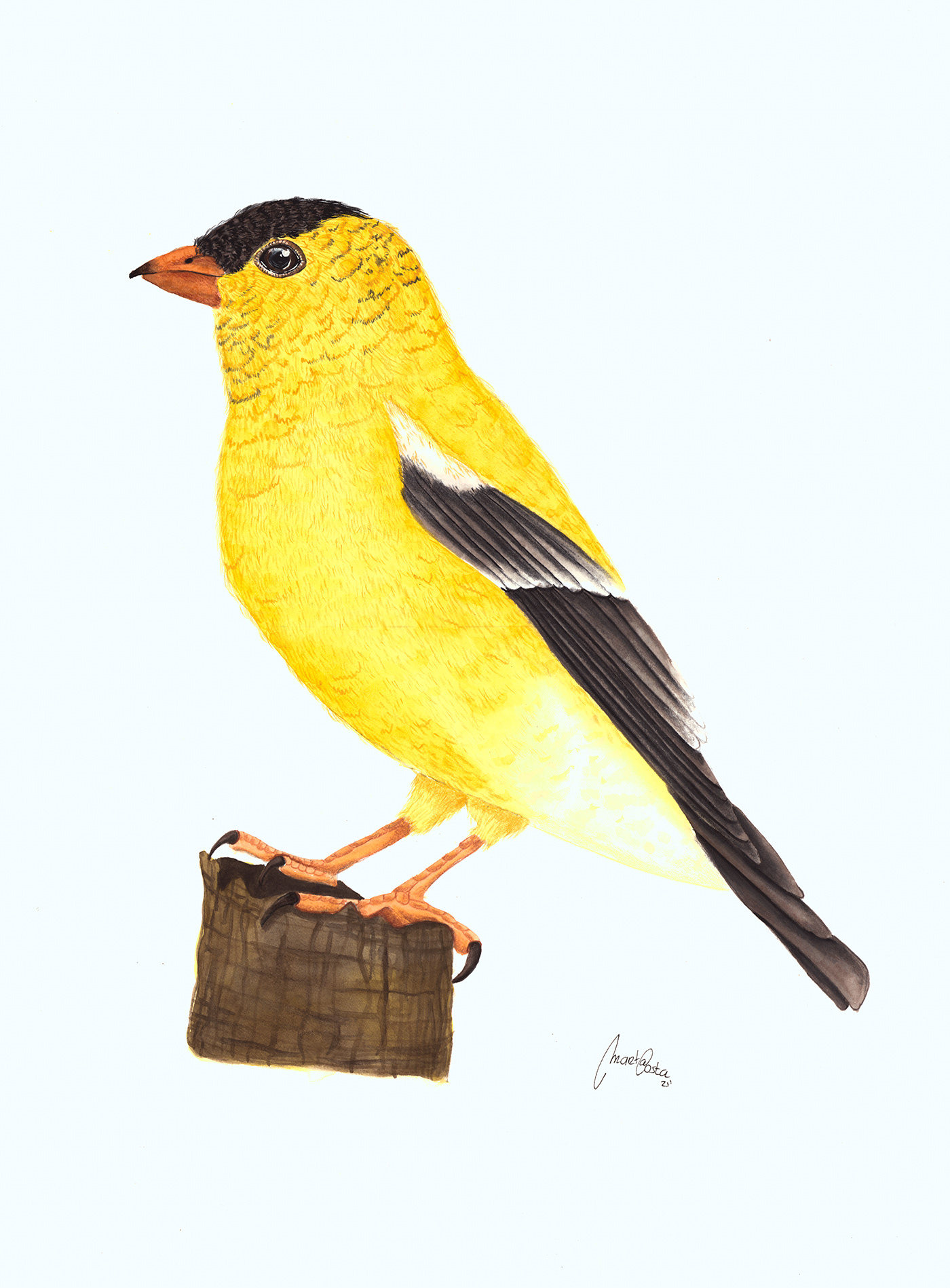 bird watercolor painting   ornithology scientific illustration biology