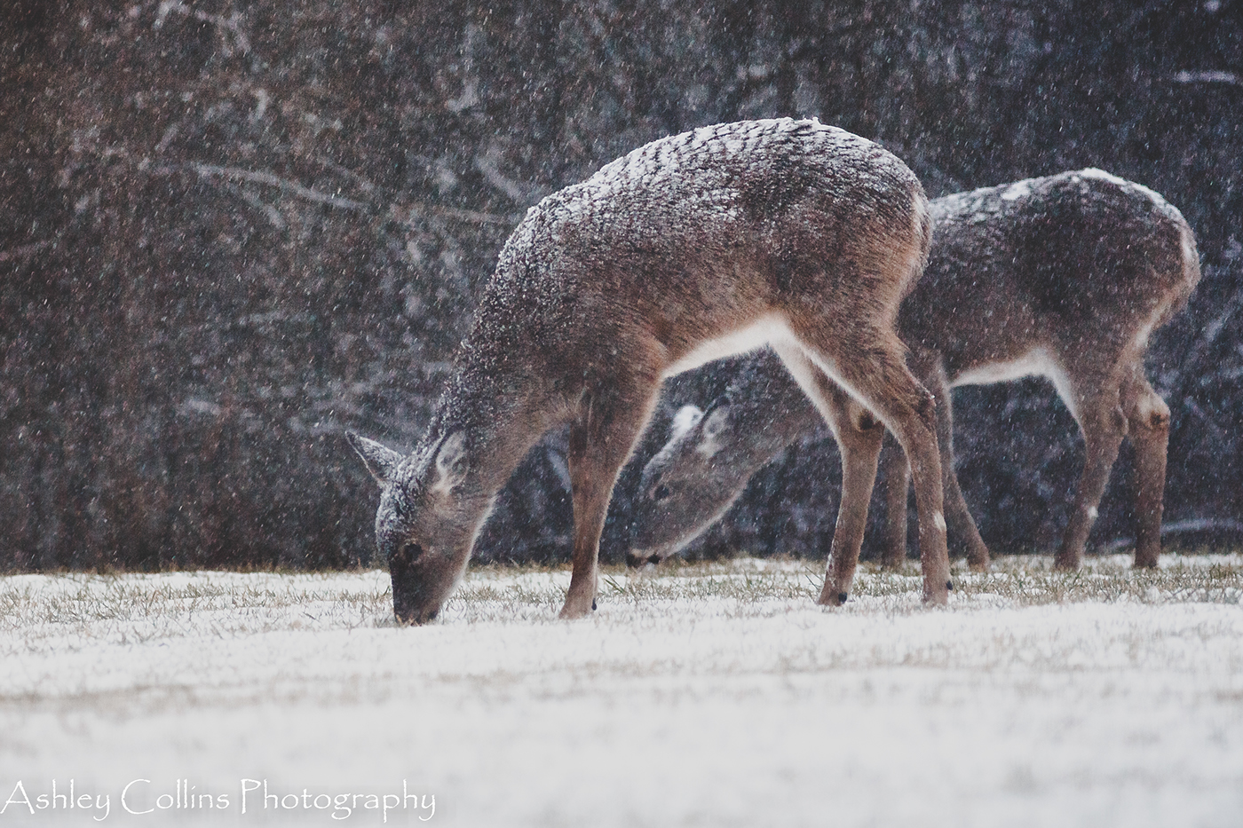 snow Photography  Canon bird deer Nature wildlife