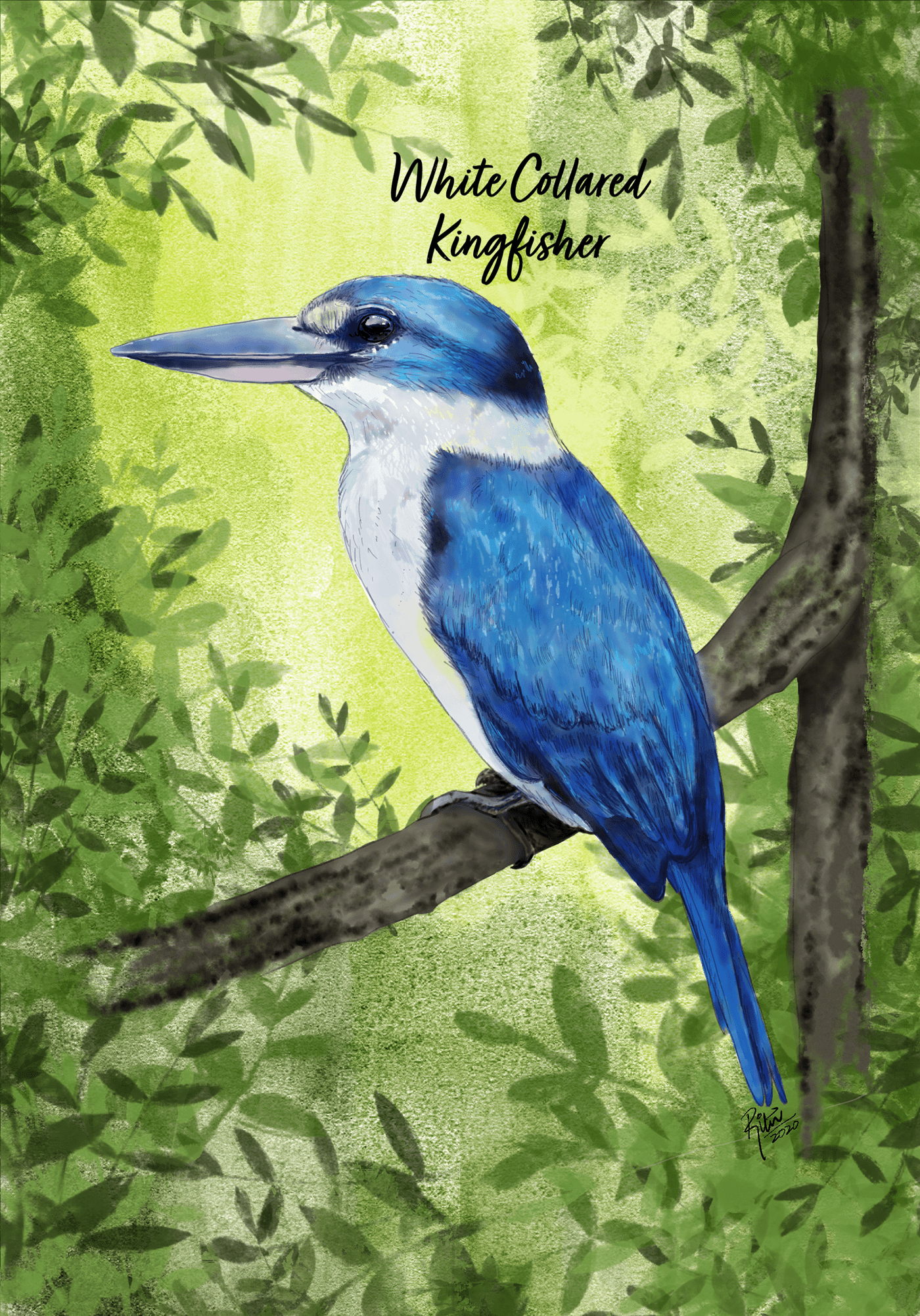 adobefresco art bird birdillustration Digital Art  Drawing  ILLUSTRATION  kingfisher Nature natureart painting   watercolor