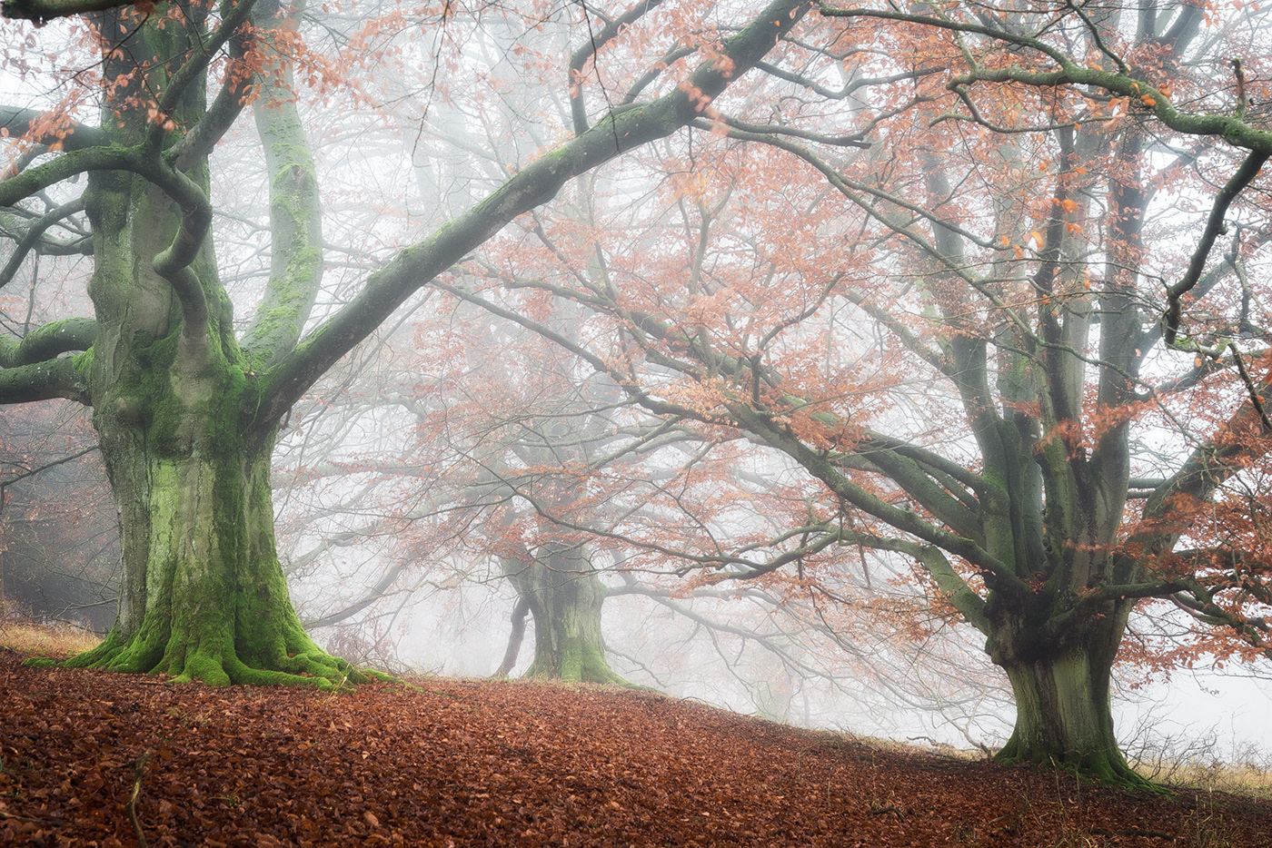 forest wood trees mood mist fog autumn Fall