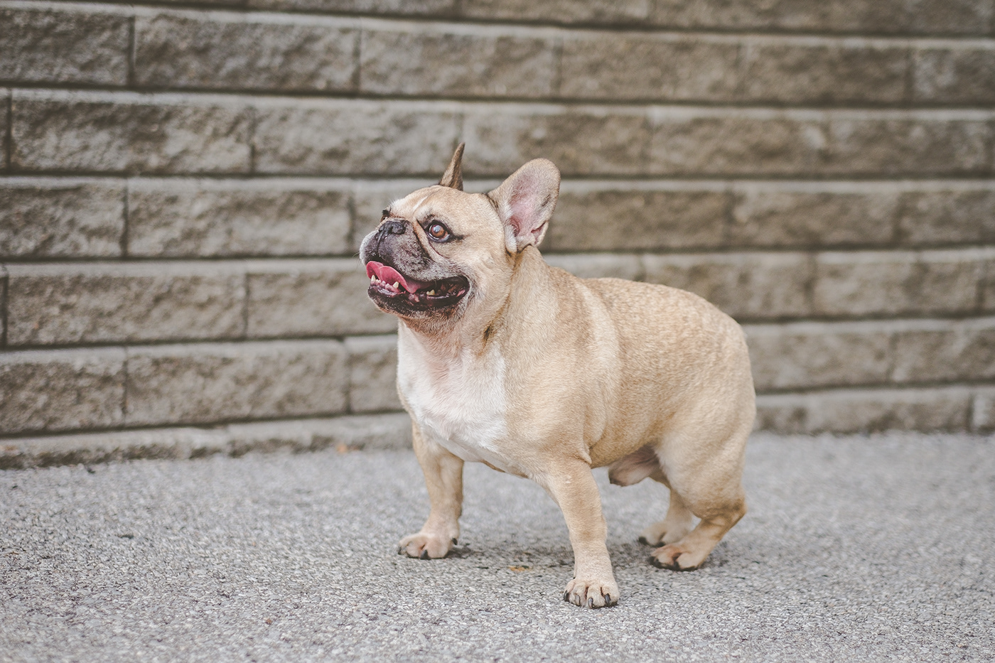 Photography  portrait Toronto Dog Portraits pets dog French Bulldog Natural lighting pet photography