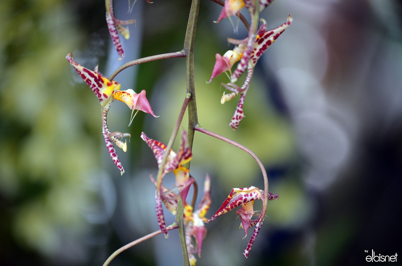 Flores Orquídeas colombia bogota Fotos