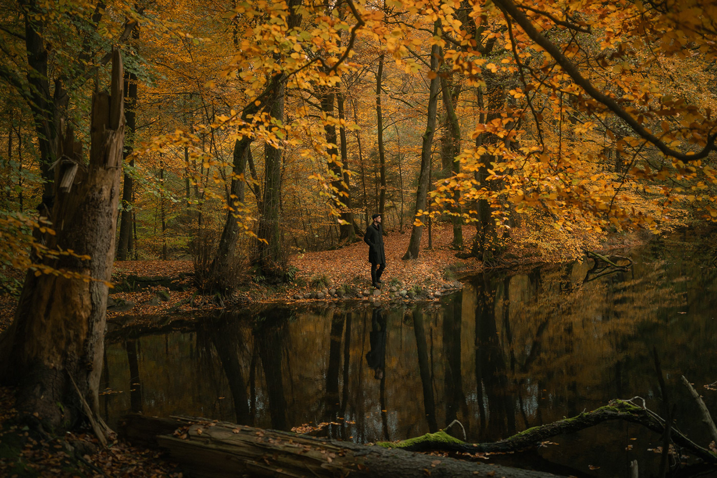 autumn forest Nature trees Photography  portrait landscape photography Moody cinematography cinematic
