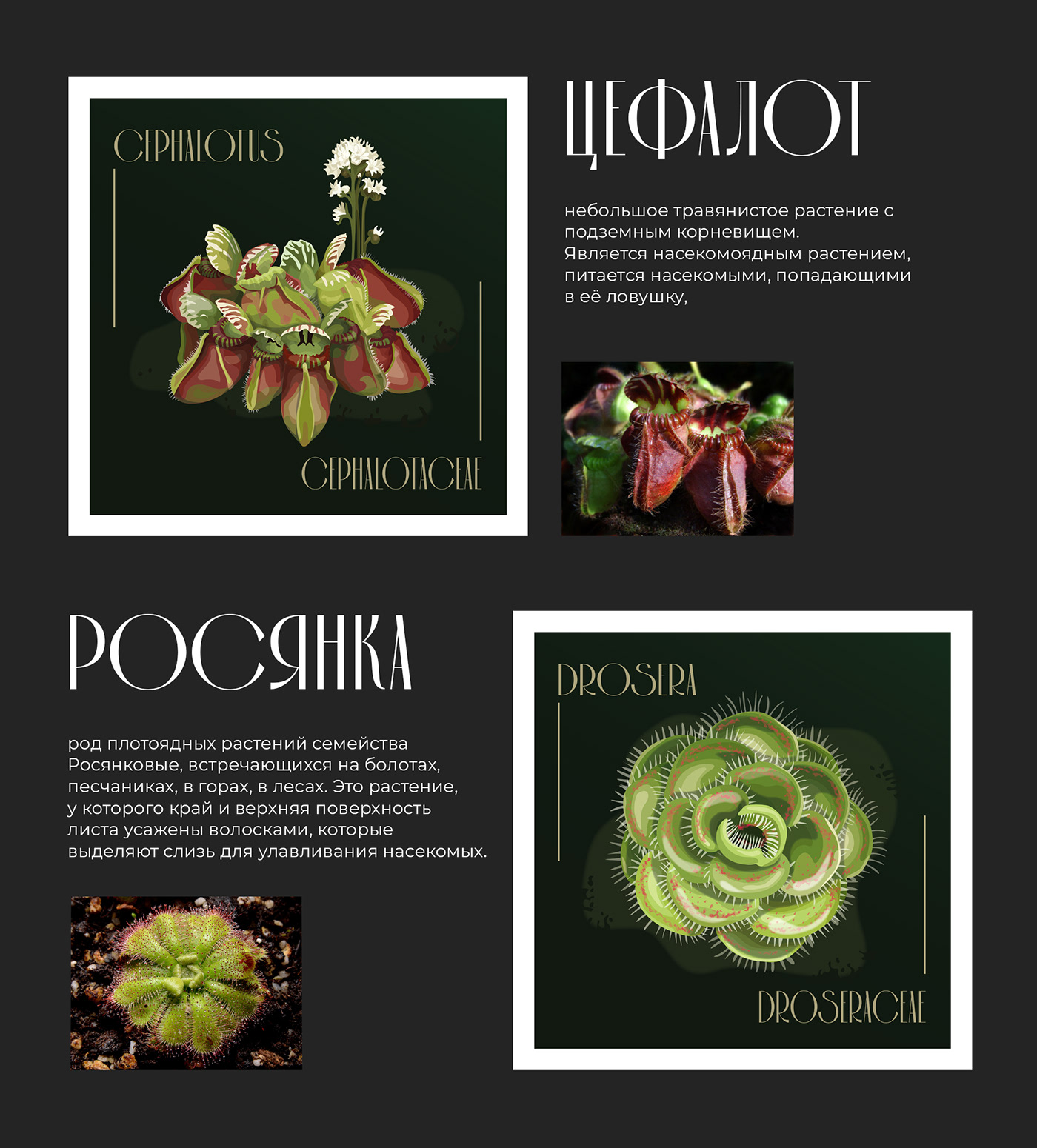 flower ILLUSTRATION  plants vector открытка постер иллюстрация вектор графика Drawing 