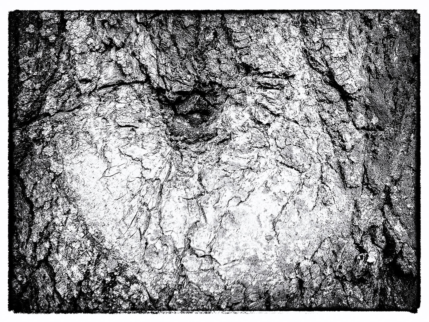 trees Nature art abstract Photography  fine art color tree bark