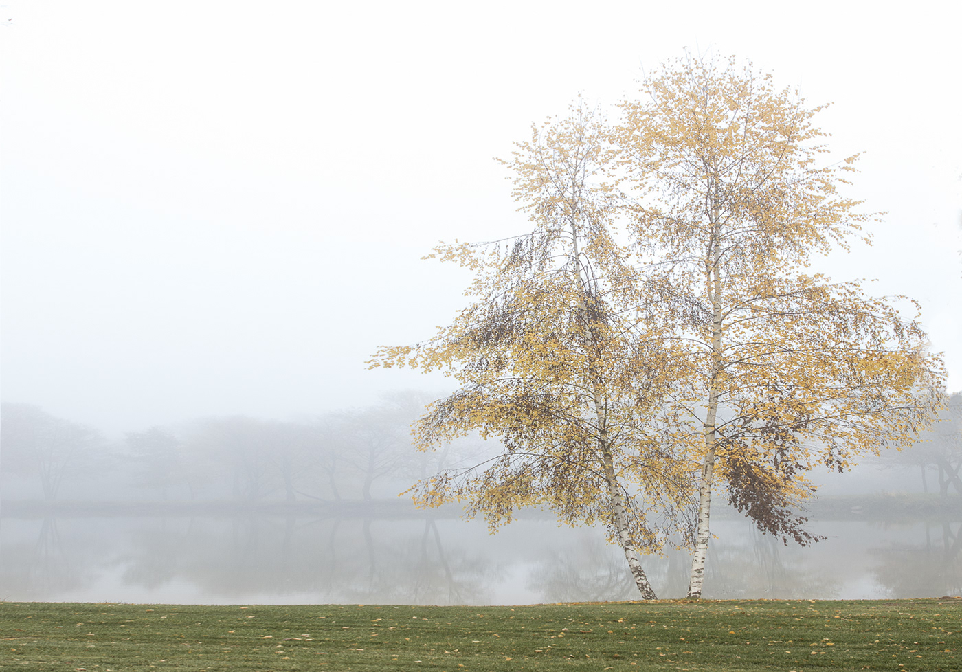 Bäume birken herbst Landschaft nebel see Stille