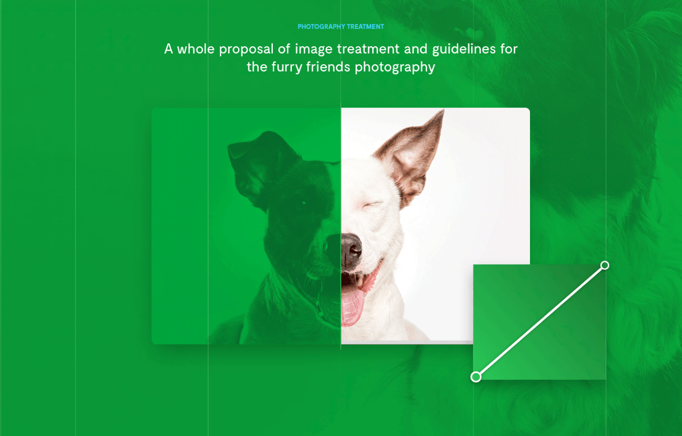 app dhnn digital dog e-commerce mobile pets Responsive UI ux