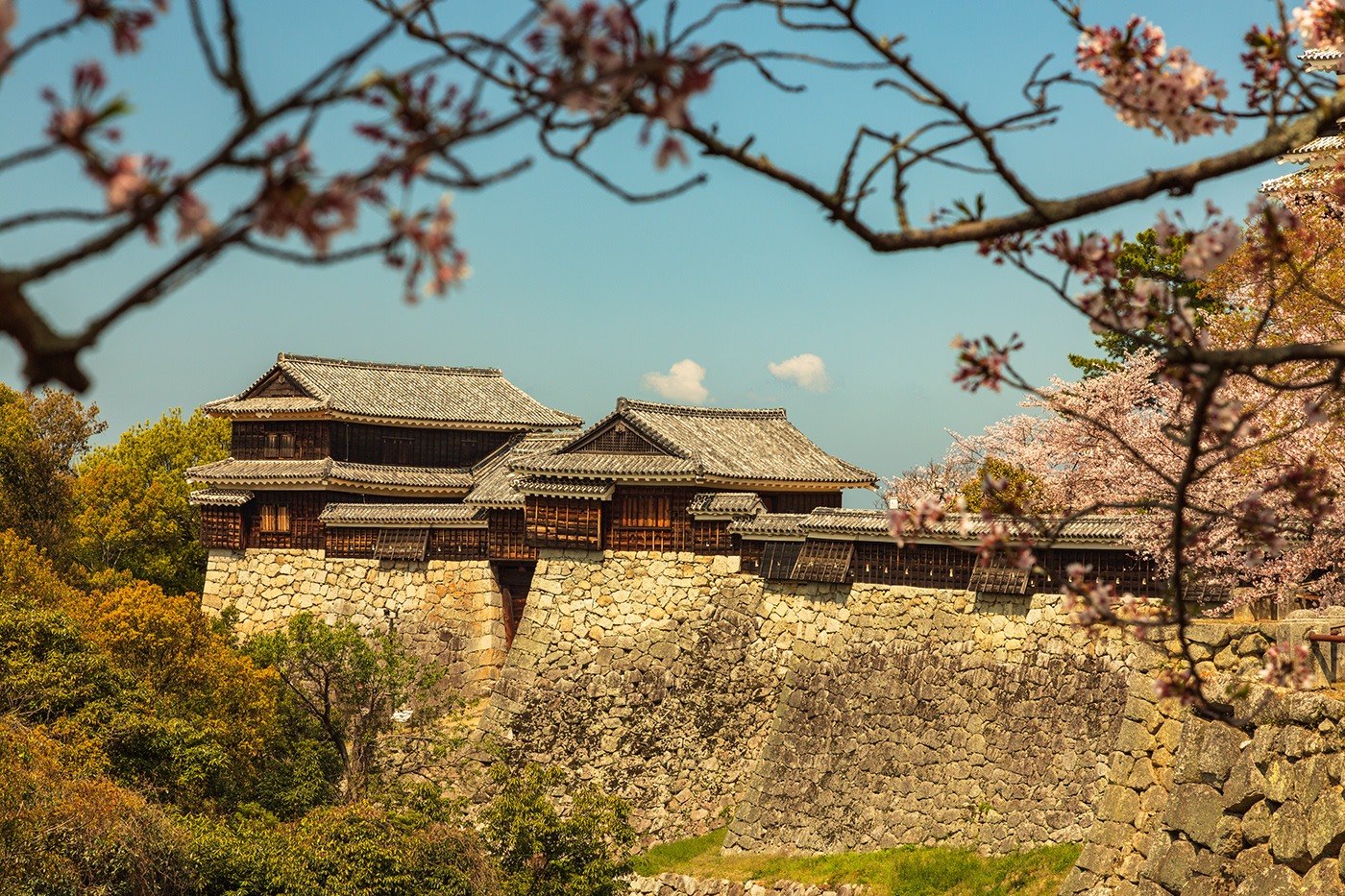 Cherry blossoms EHIME japan Japanese castle Landscape Photography  sakura shikoku spring