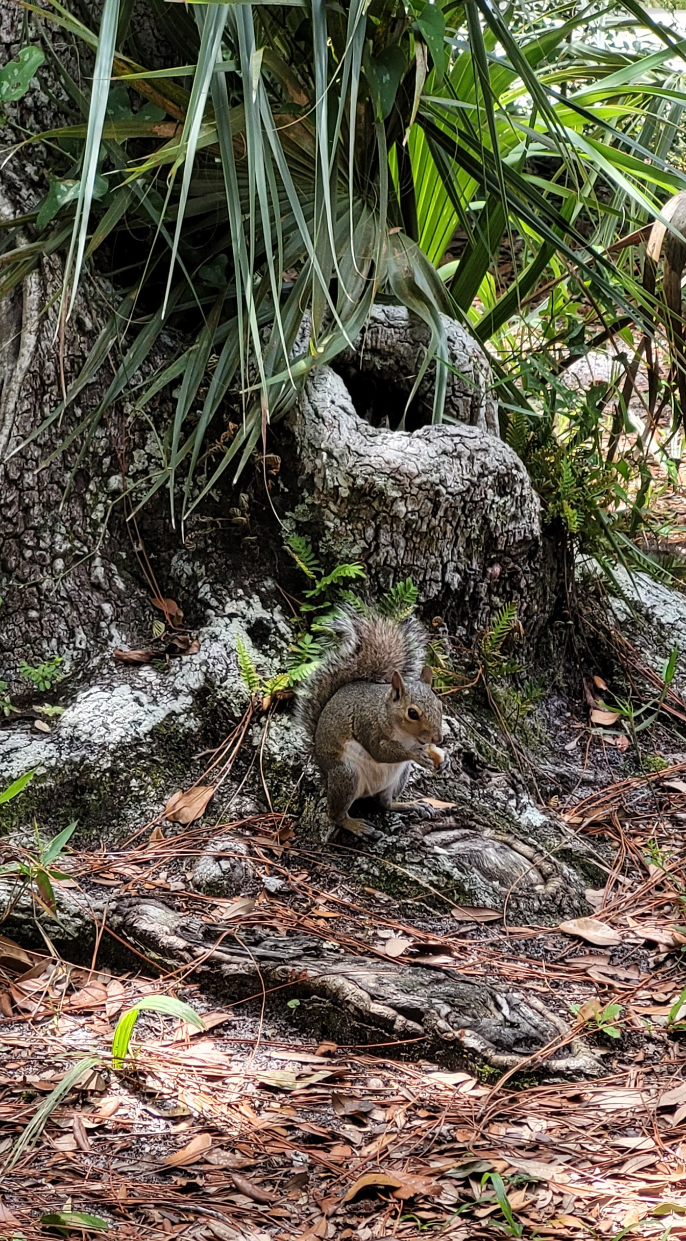 Fl; squirrel washington oaks