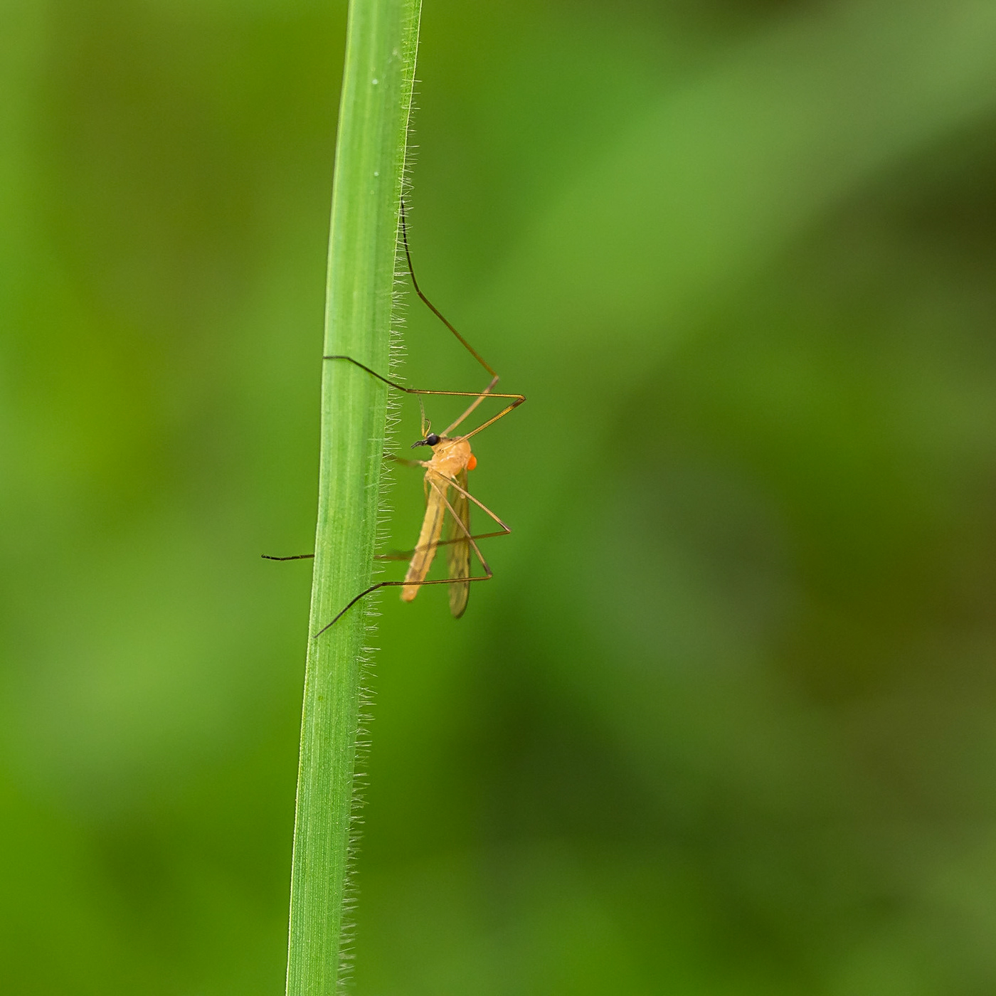 beetle insect insectphotography macro macrophotography Nature naturephotography spider mosquitoes