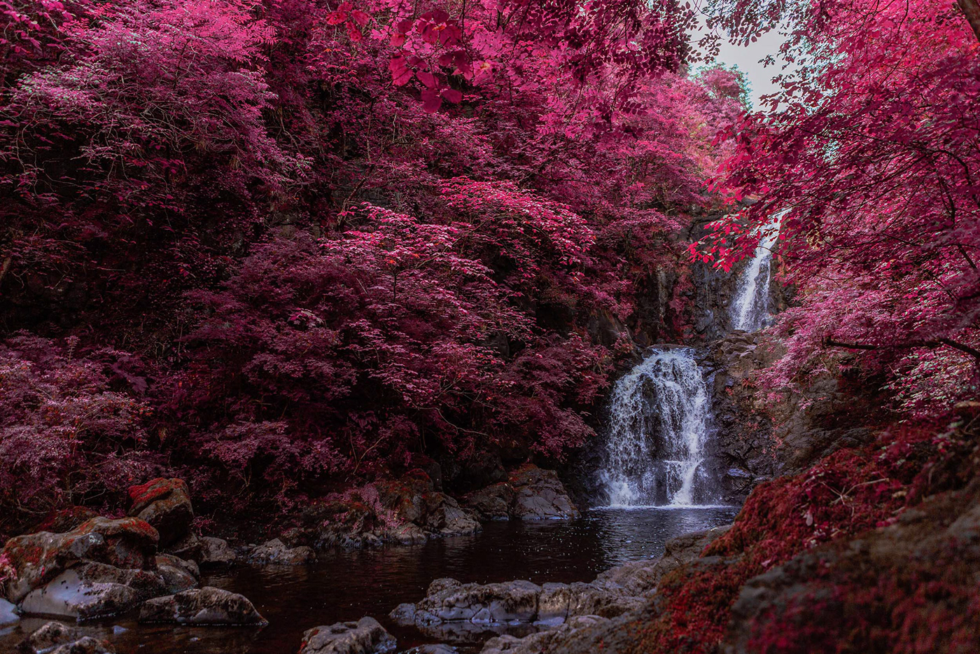 Aerochrome ferns infrared plants rainforest scotland botanical gardens colorful lush psychedelic