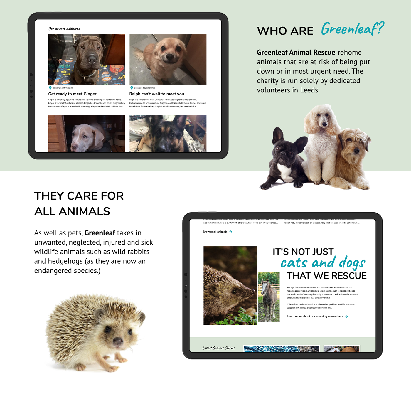 adopt animals charity dogs donate pets rescue UI ux interaction
