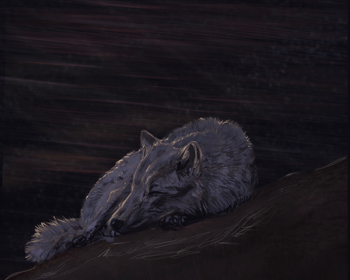 animals Digital Art  Drawing  painting   Procreate study wildlife wolf
