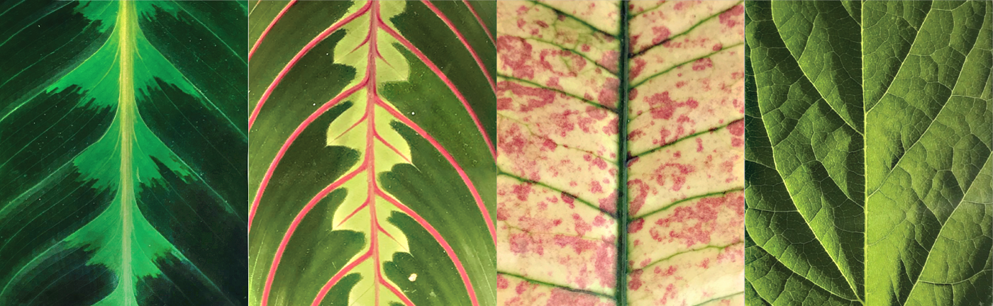 plants leaf Flora Nature minimal Collection texture pattern
